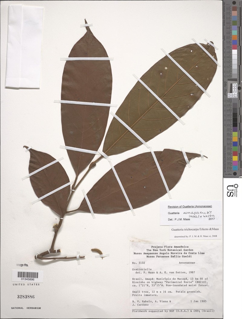 Guatteria amapaensis photo 2