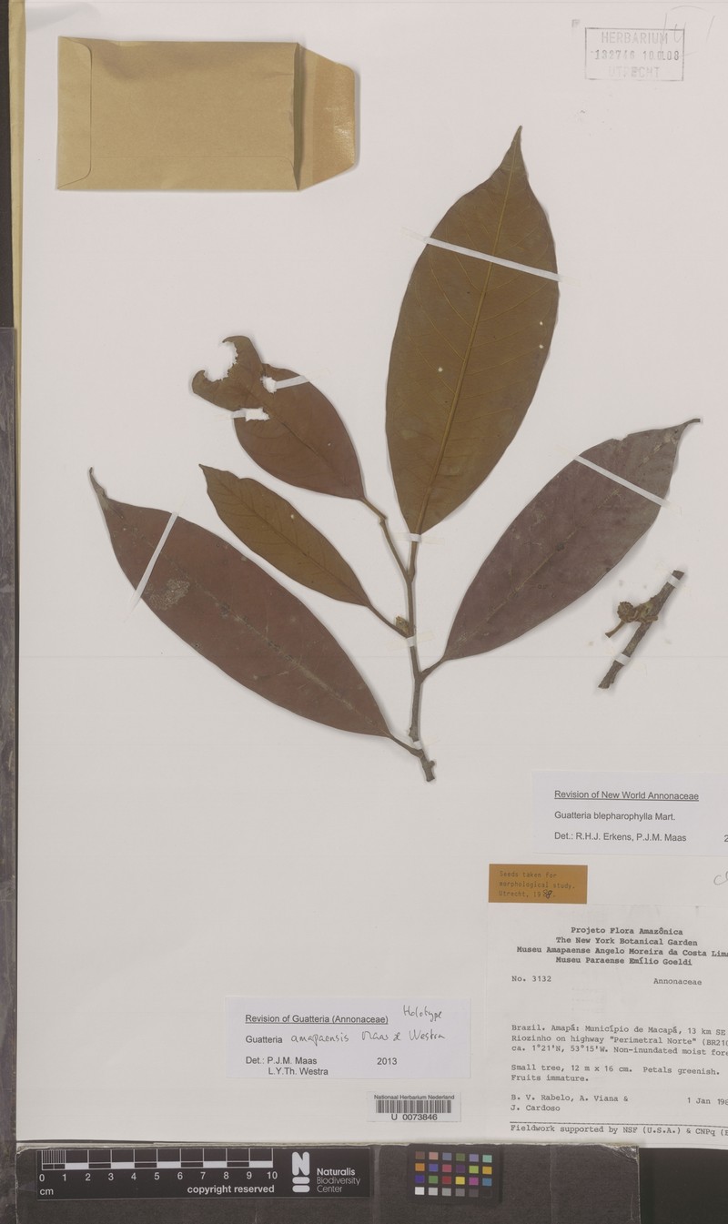 Guatteria amapaensis photo 3