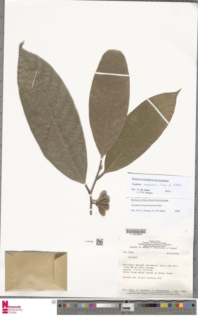 Guatteria amapaensis photo 4