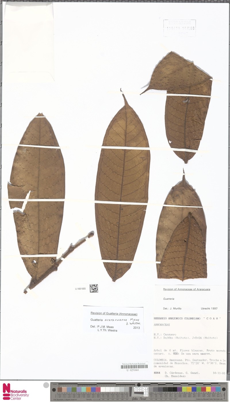 Guatteria araracuarae