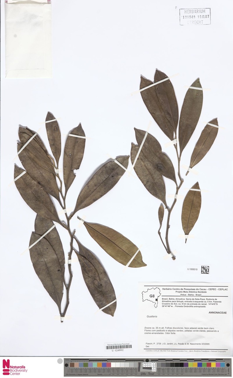Guatteria attenuata
