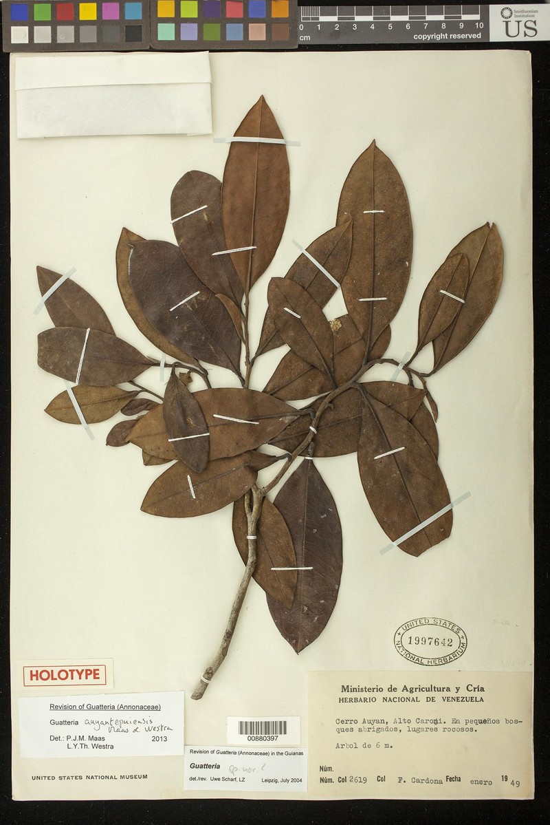 Guatteria auyantepuiensis
