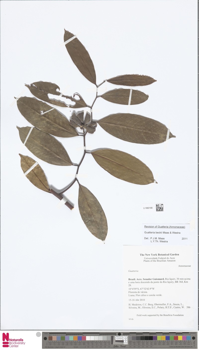 Guatteria beckii