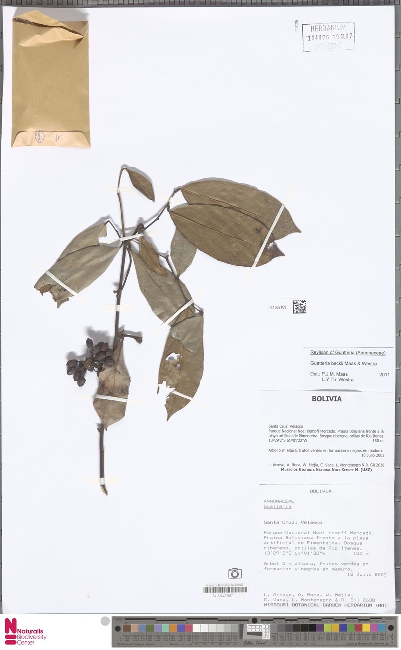 Guatteria beckii photo 2