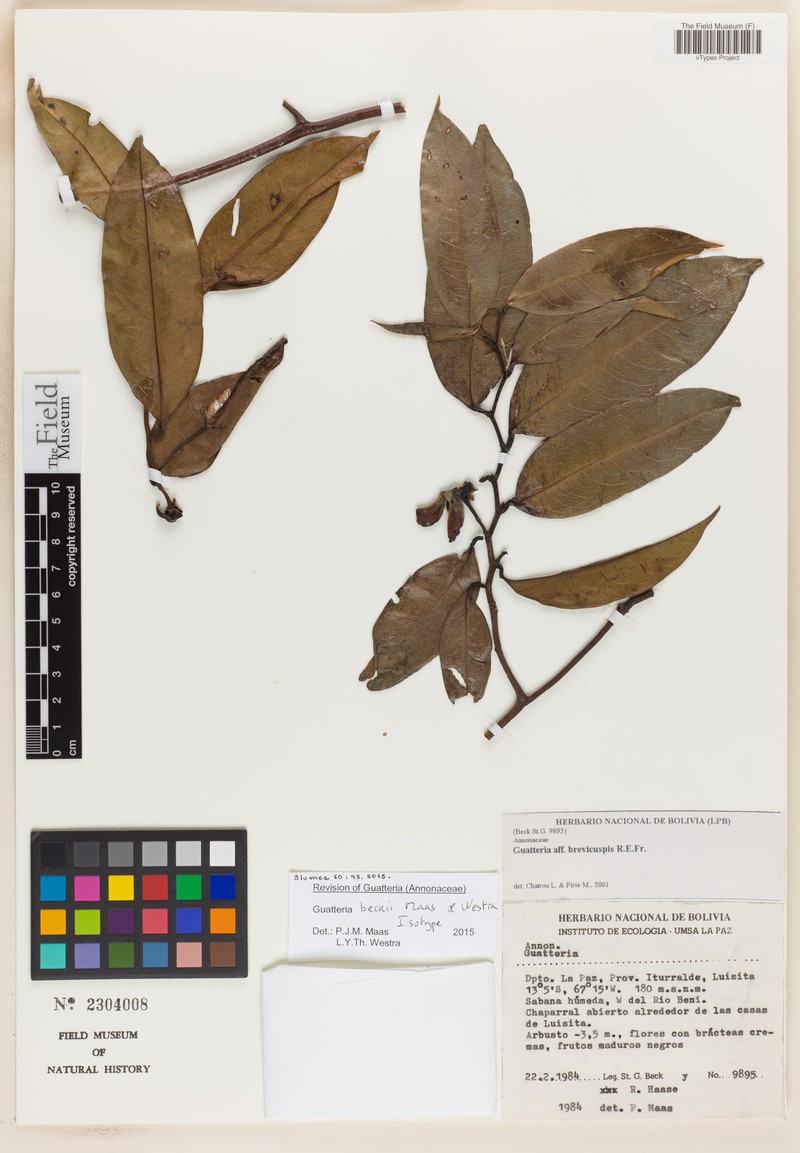 Guatteria beckii photo 3