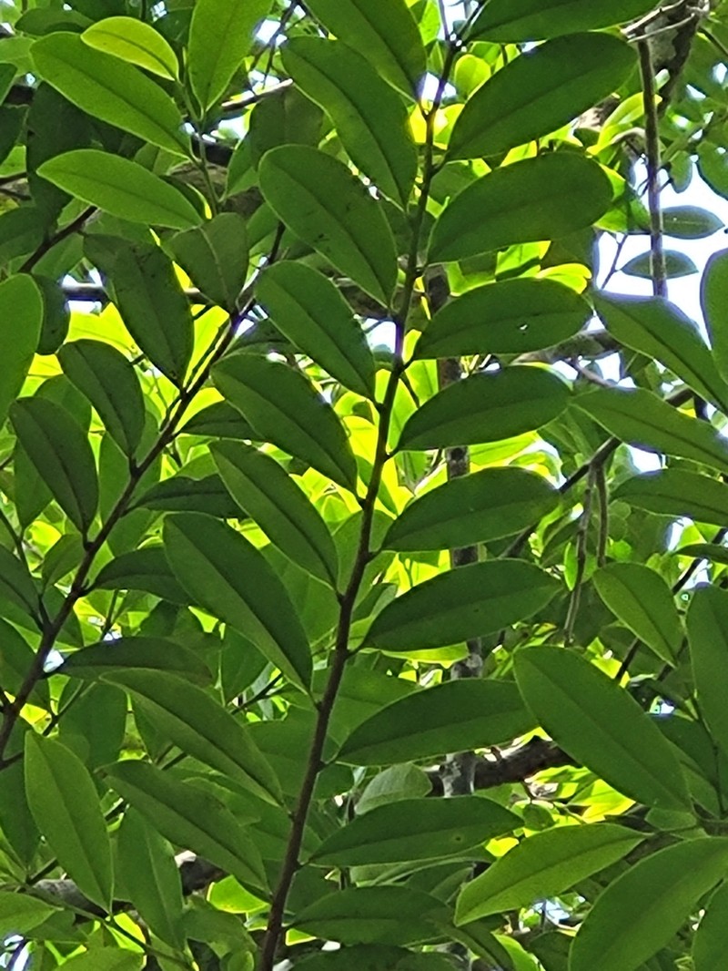 Haya Minga photo 2