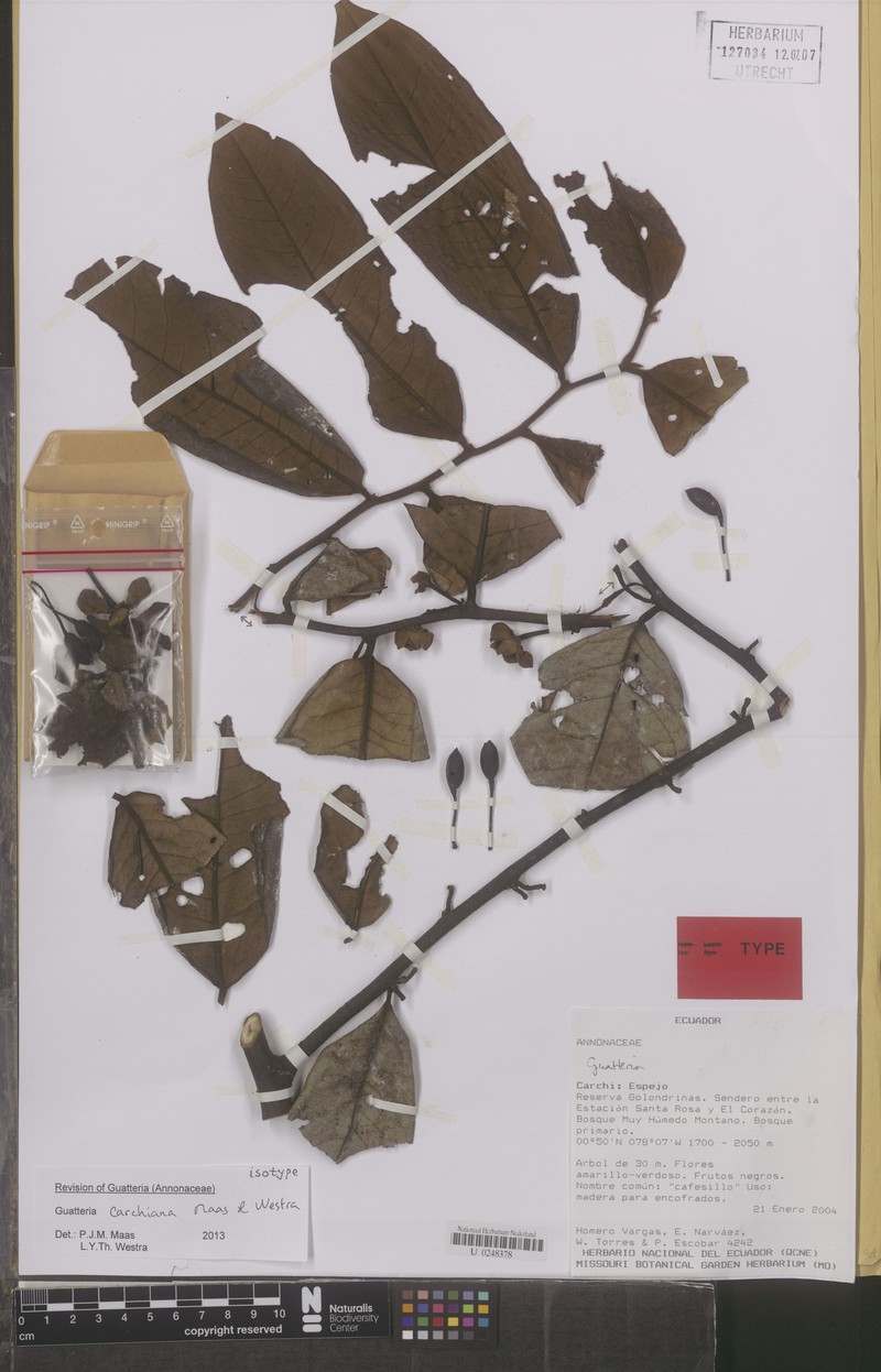 Guatteria carchiana