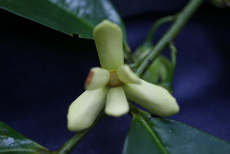 Haya Blanca photo 2