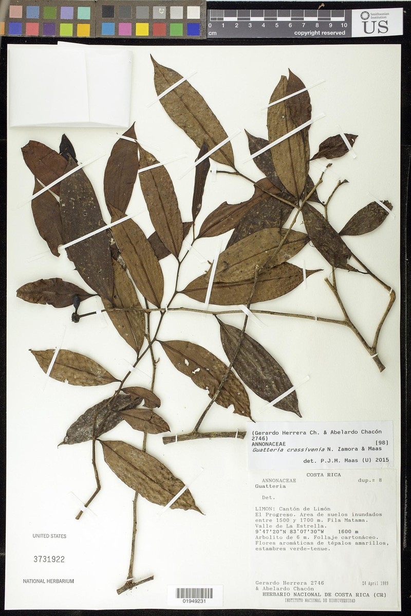Guatteria crassivenia