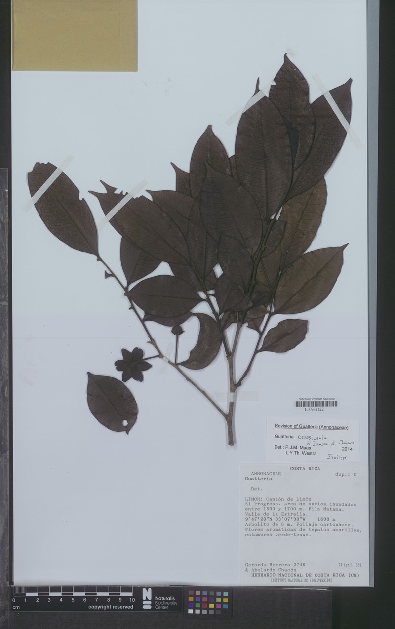 Guatteria crassivenia photo 2