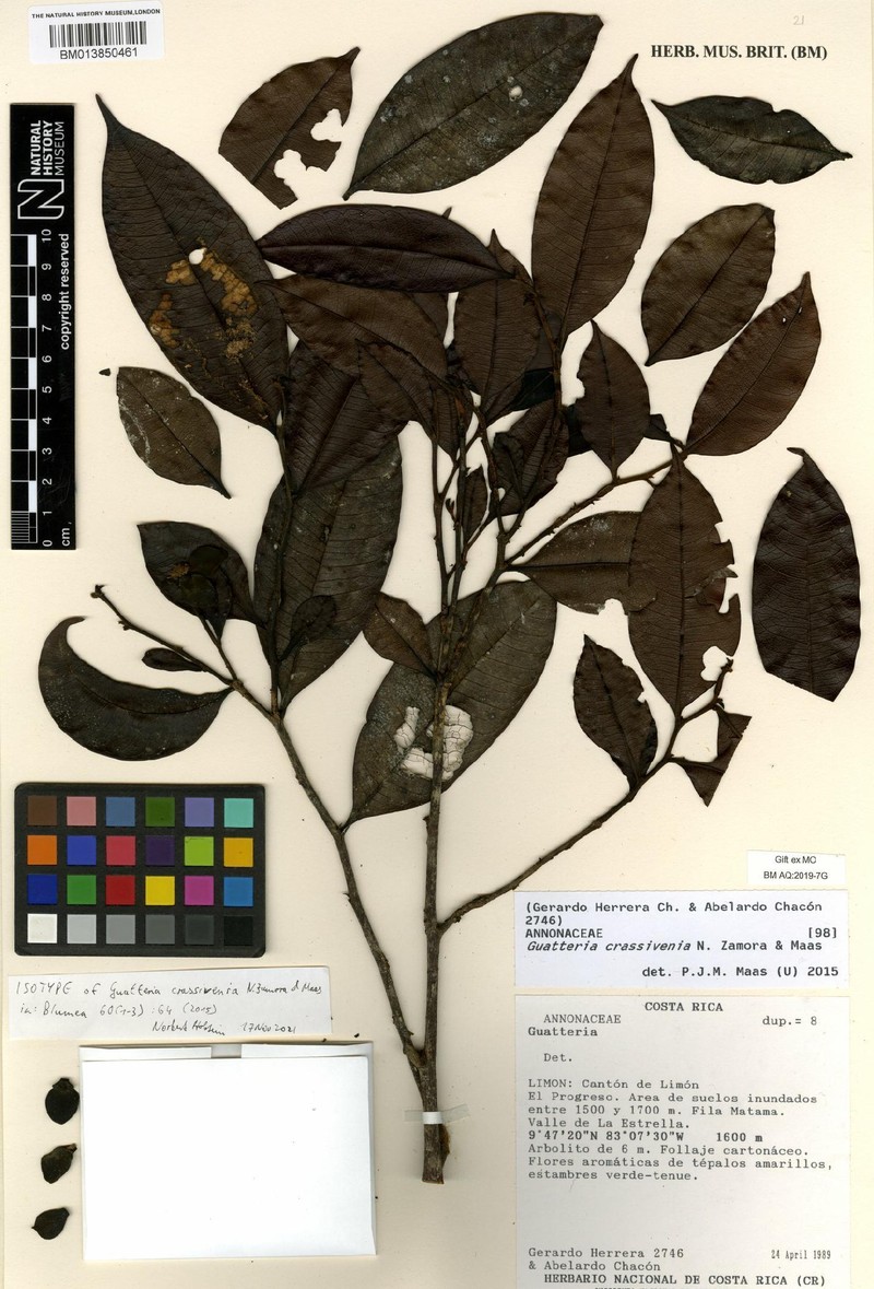 Guatteria crassivenia photo 3