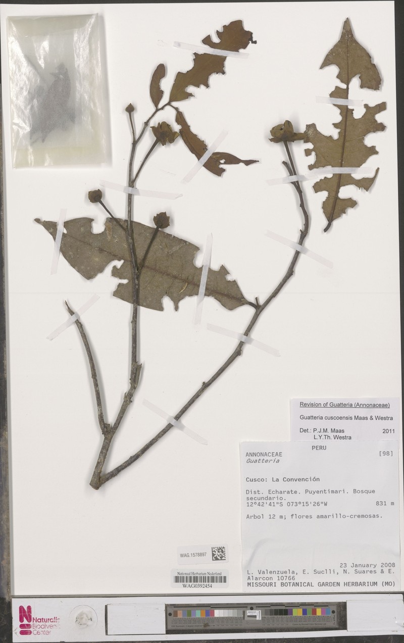 Guatteria cuscoensis