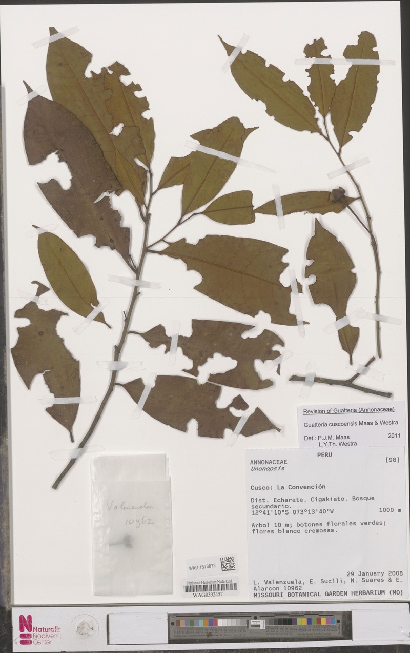 Guatteria cuscoensis photo 2