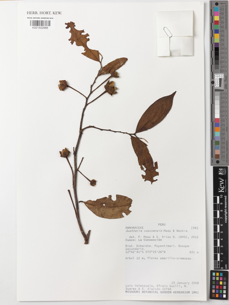 Guatteria cuscoensis photo 3