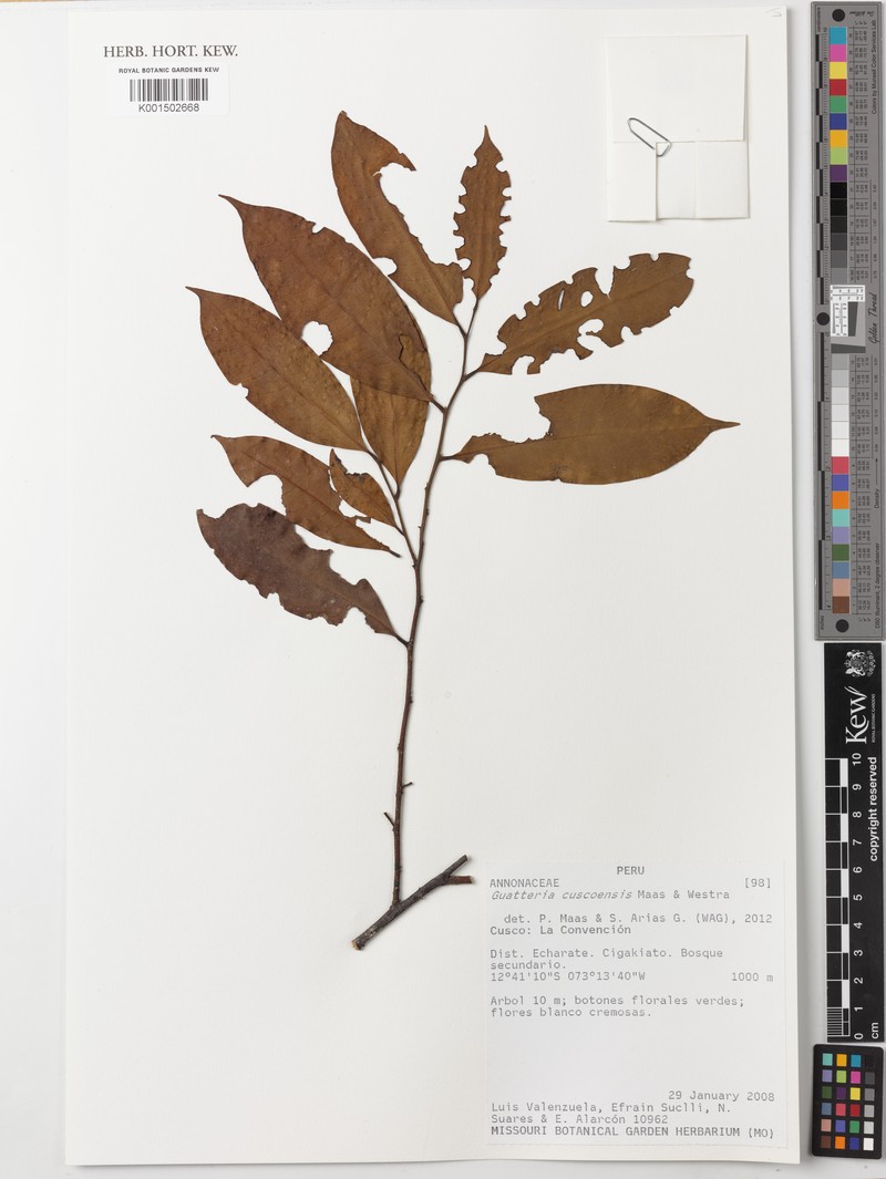 Guatteria cuscoensis photo 4