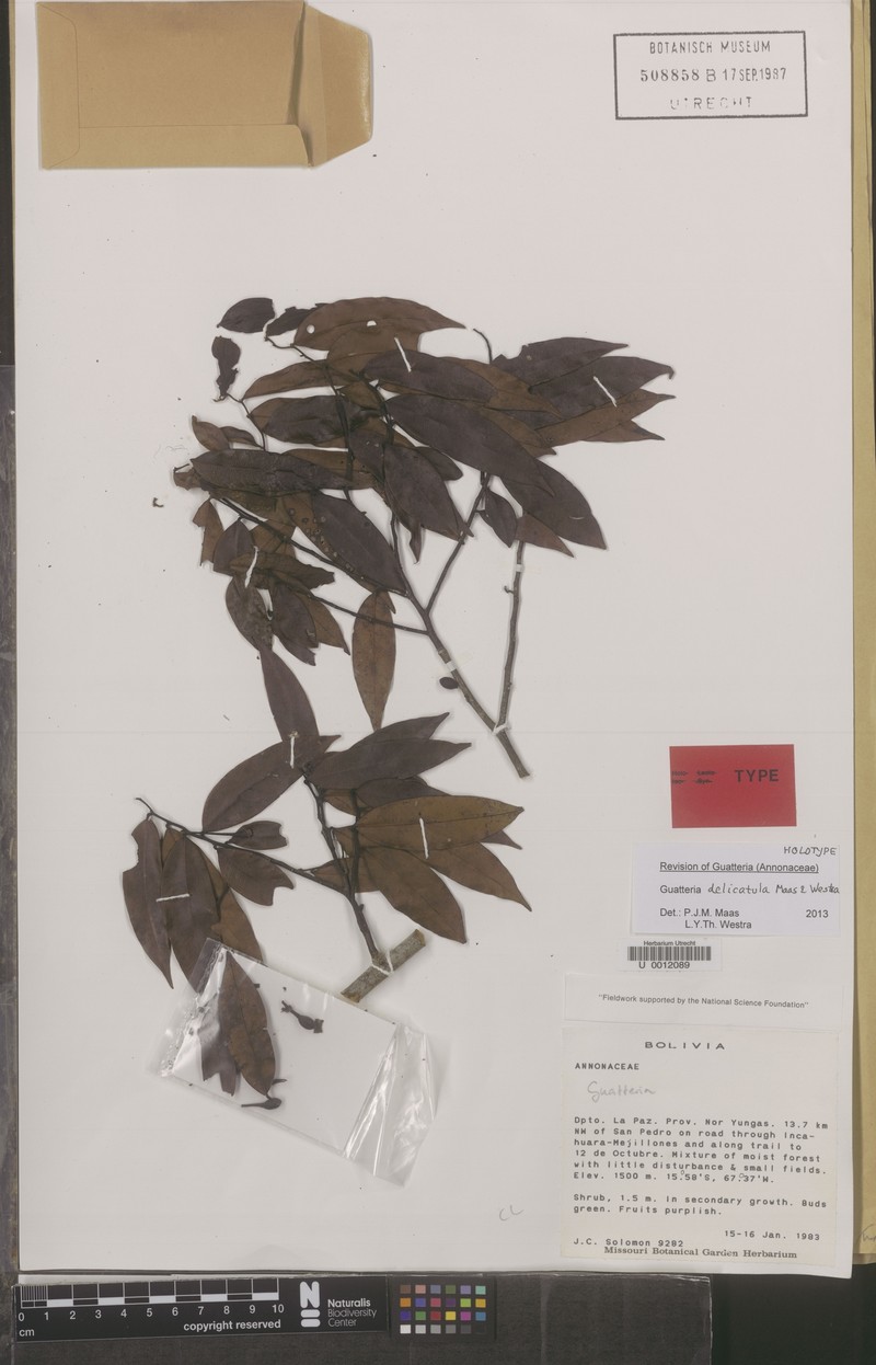 Guatteria delicatula