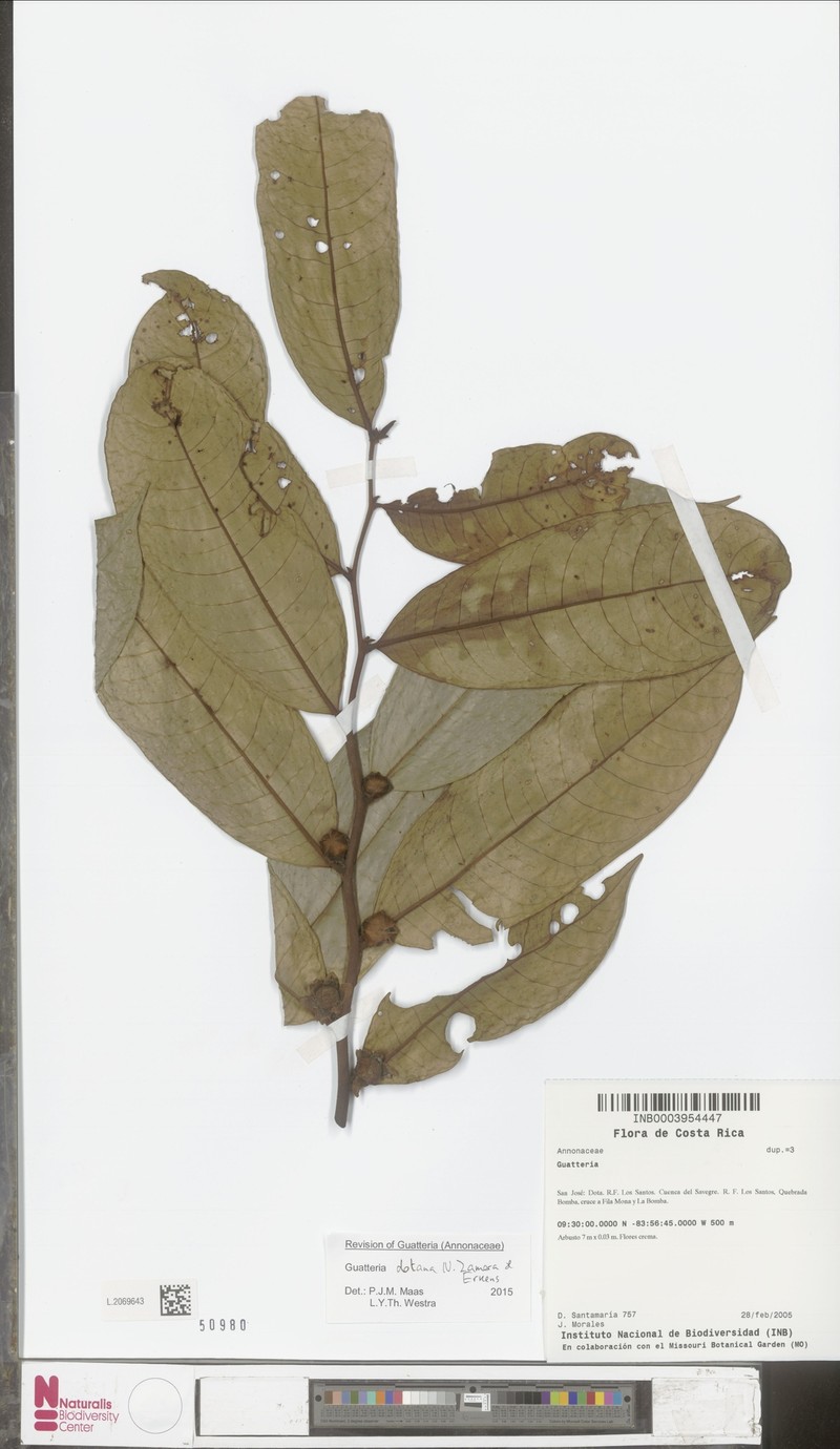 Guatteria dotana