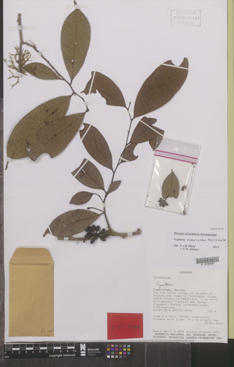 Guatteria esmeraldae