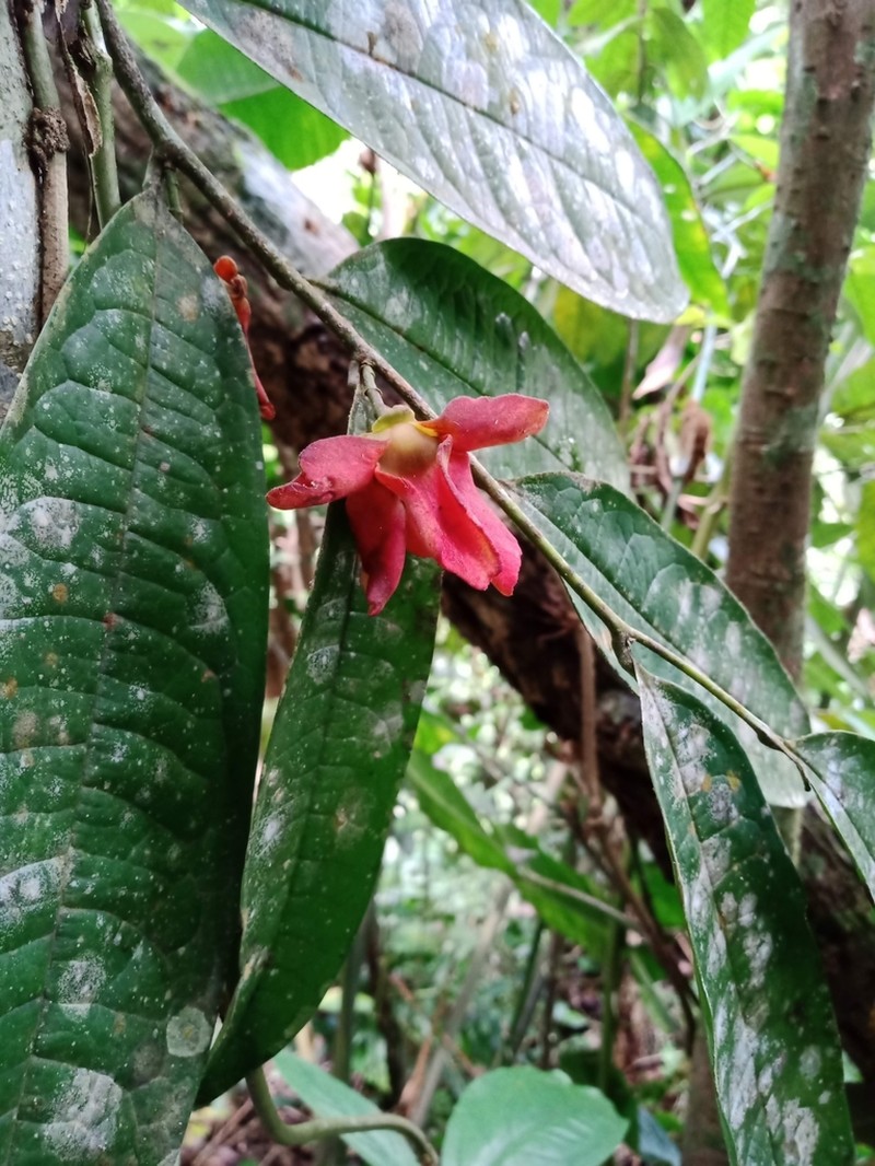 Guatteria esperanzae