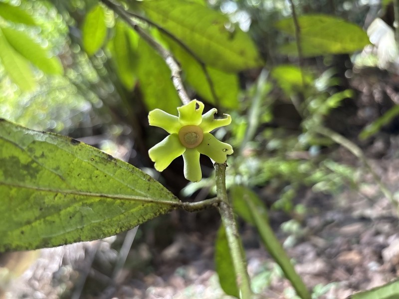 Guatteria esperanzae photo 2