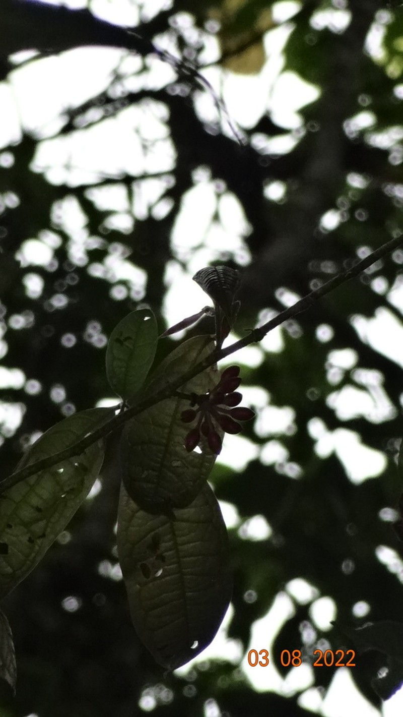 Guatteria esperanzae photo 4