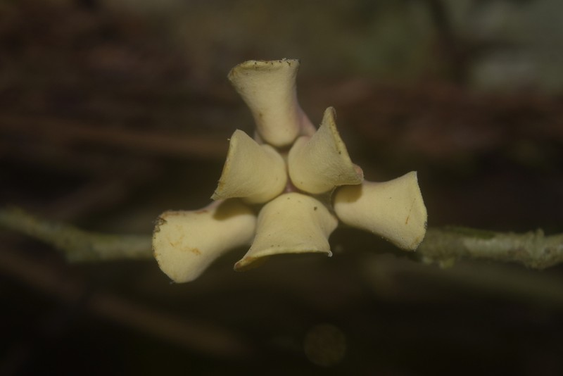Guatteria esperanzae photo 5