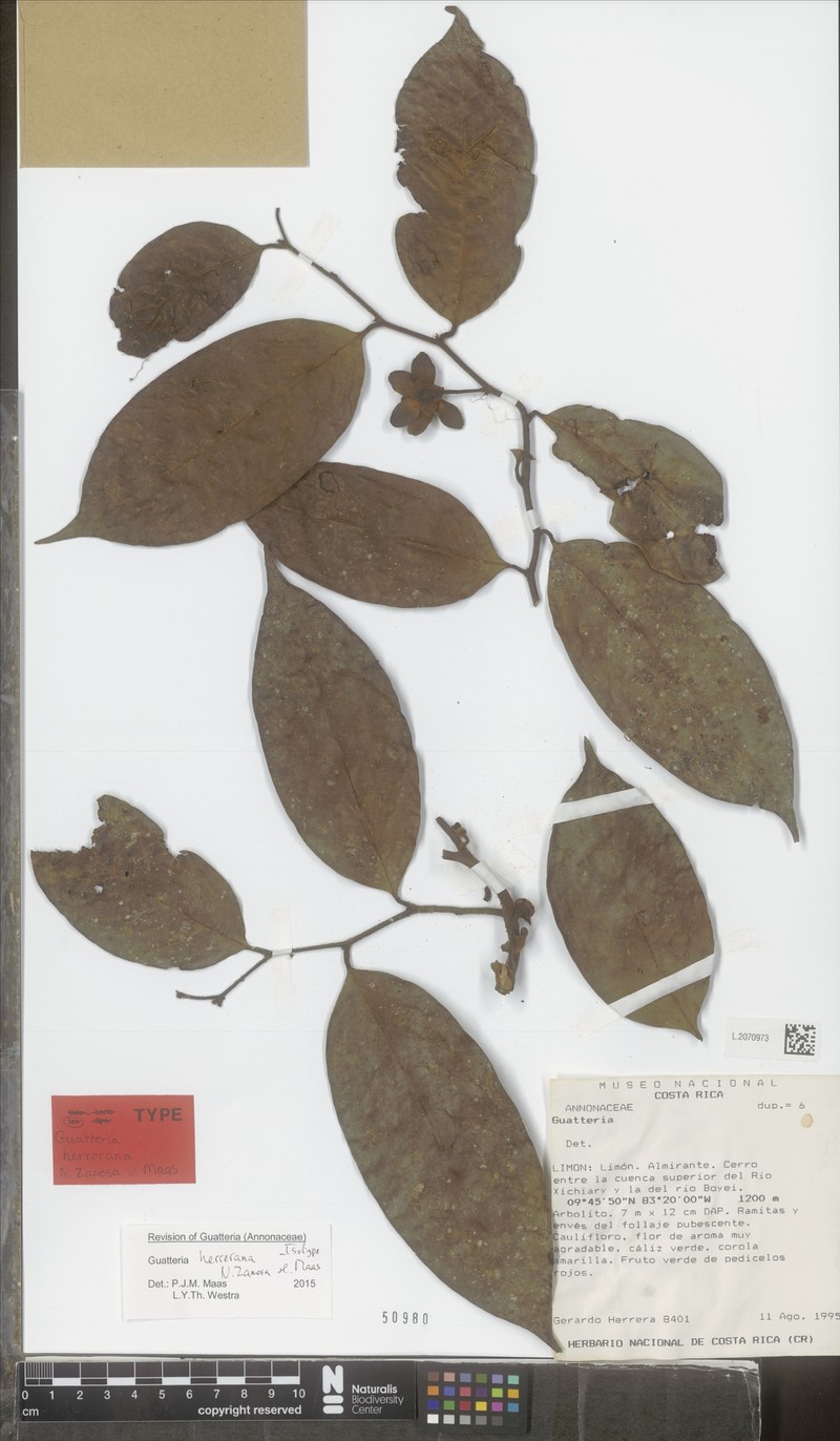 Guatteria herrerana
