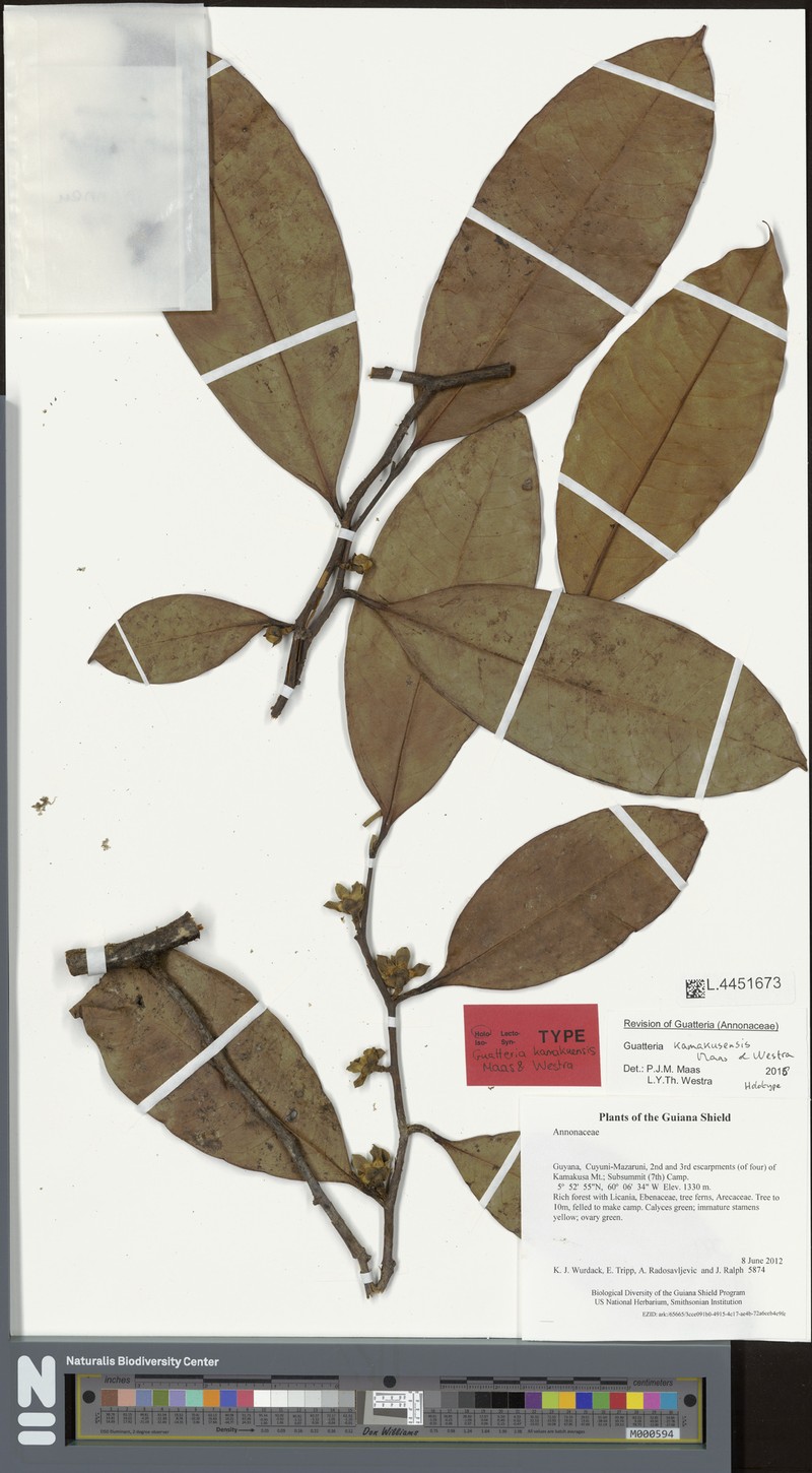Guatteria kamakusensis