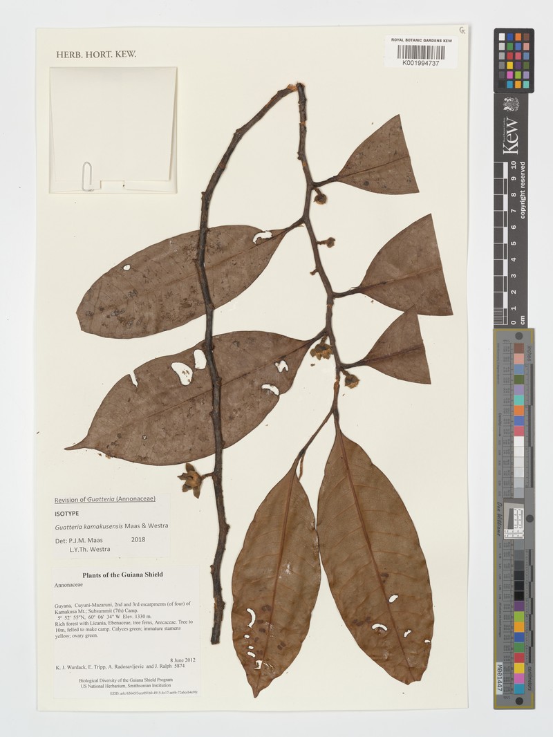 Guatteria kamakusensis photo 2