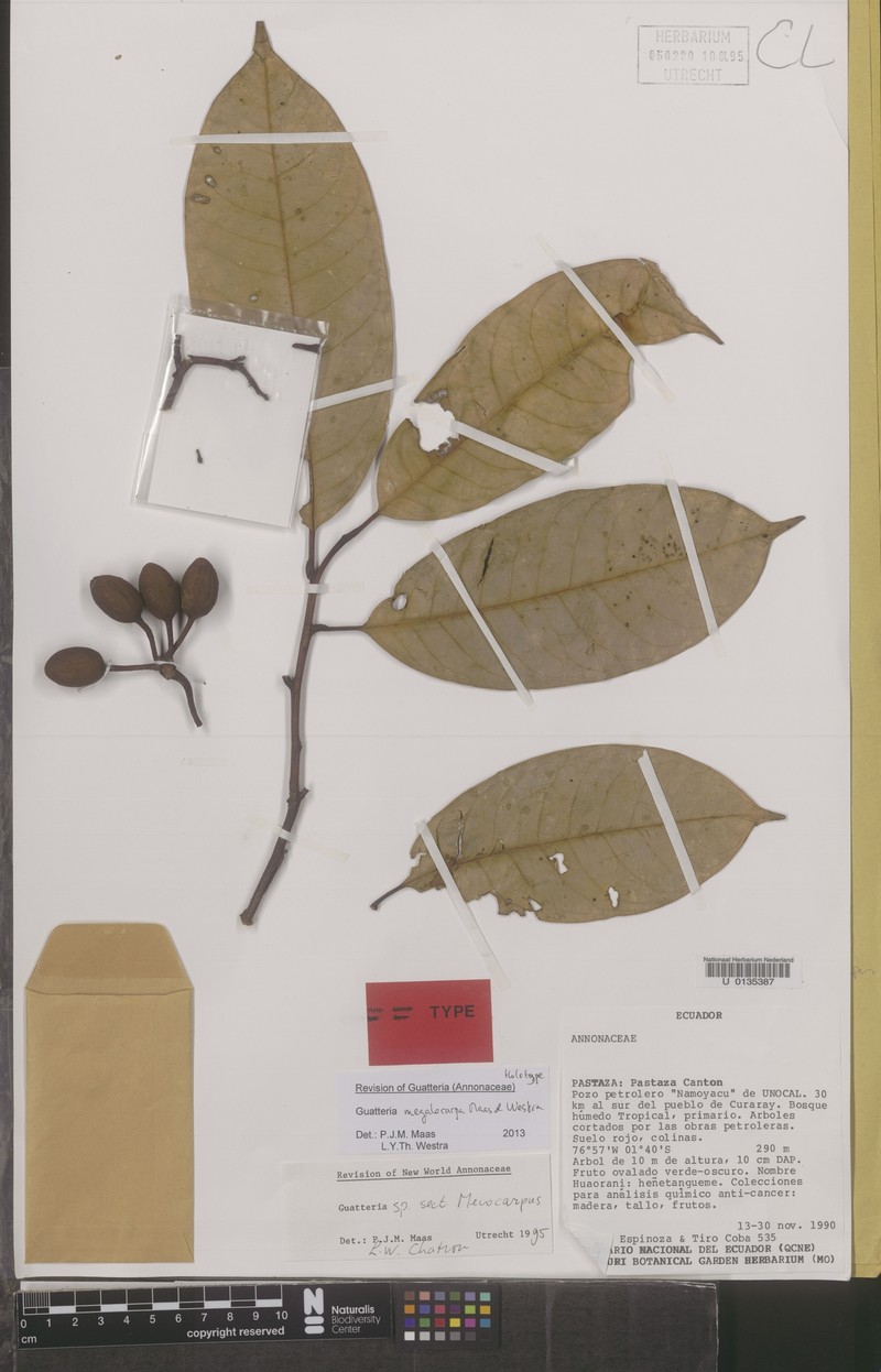 Guatteria megalocarpa