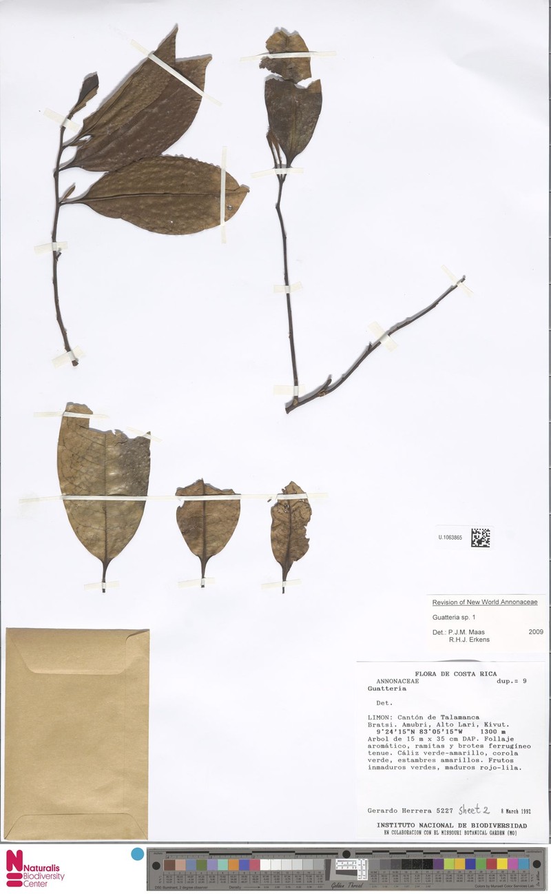 Guatteria pachycarpa