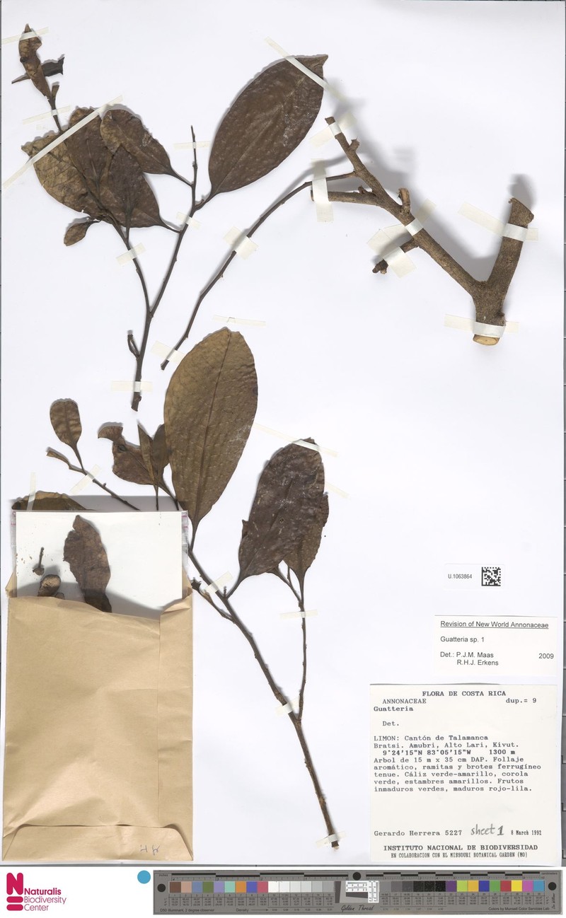Guatteria pachycarpa photo 2