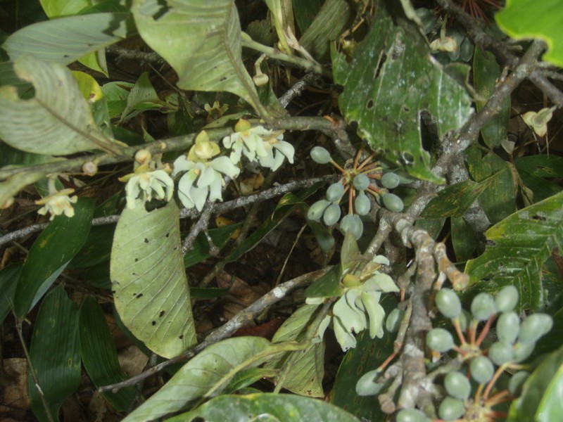 Guatteria revoluta