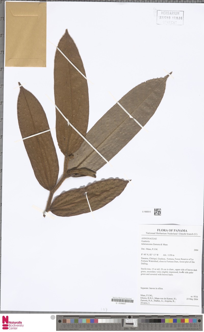 Guatteria rubiginosa