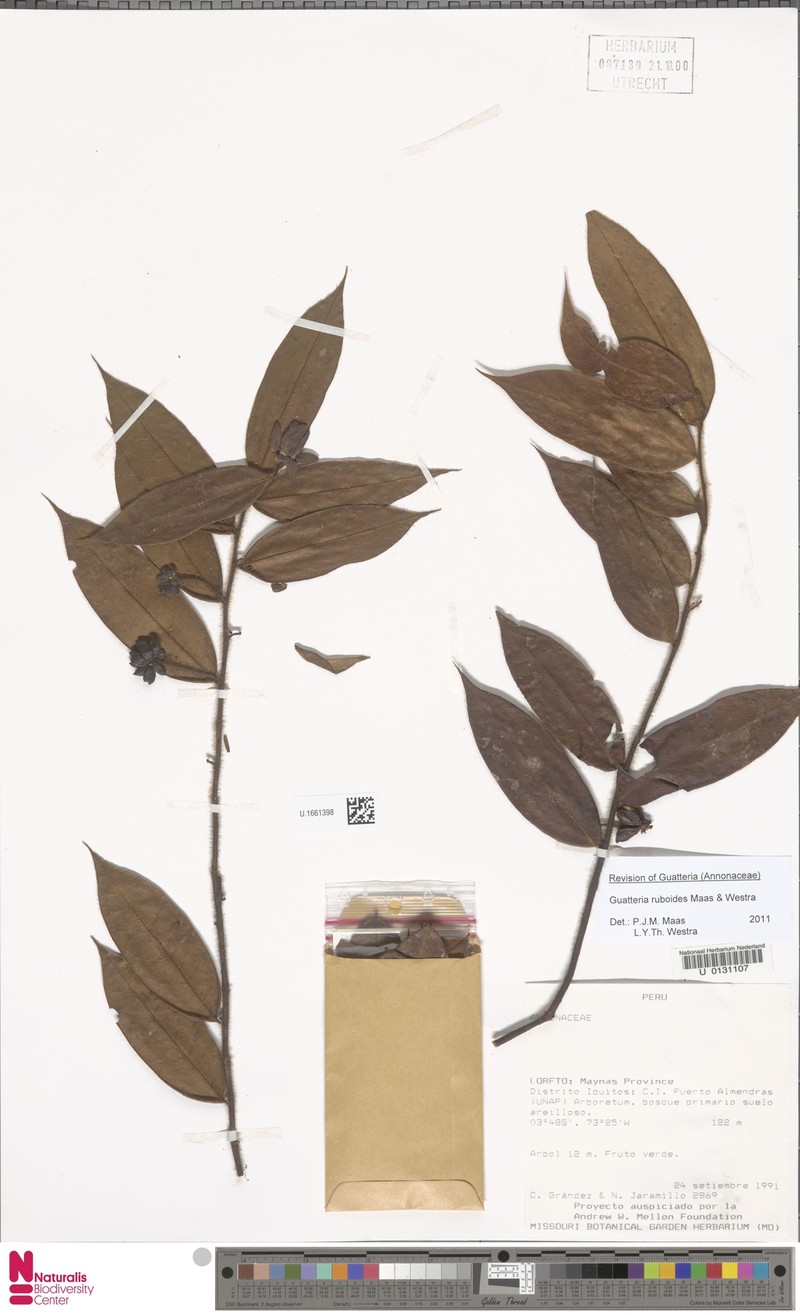 Guatteria ruboides