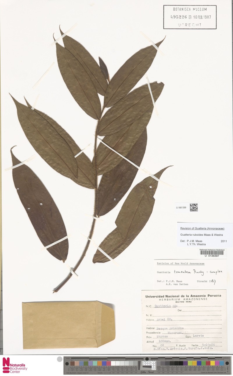 Guatteria ruboides photo 2