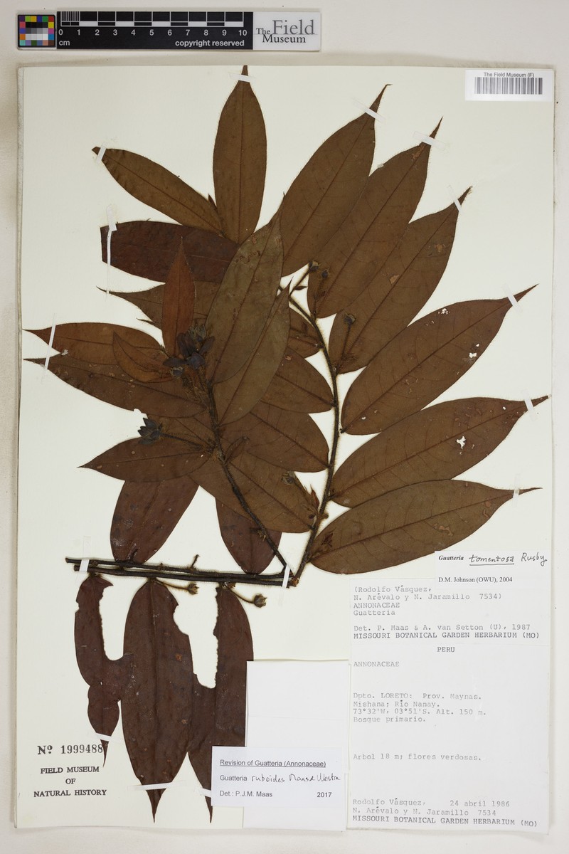 Guatteria ruboides photo 3