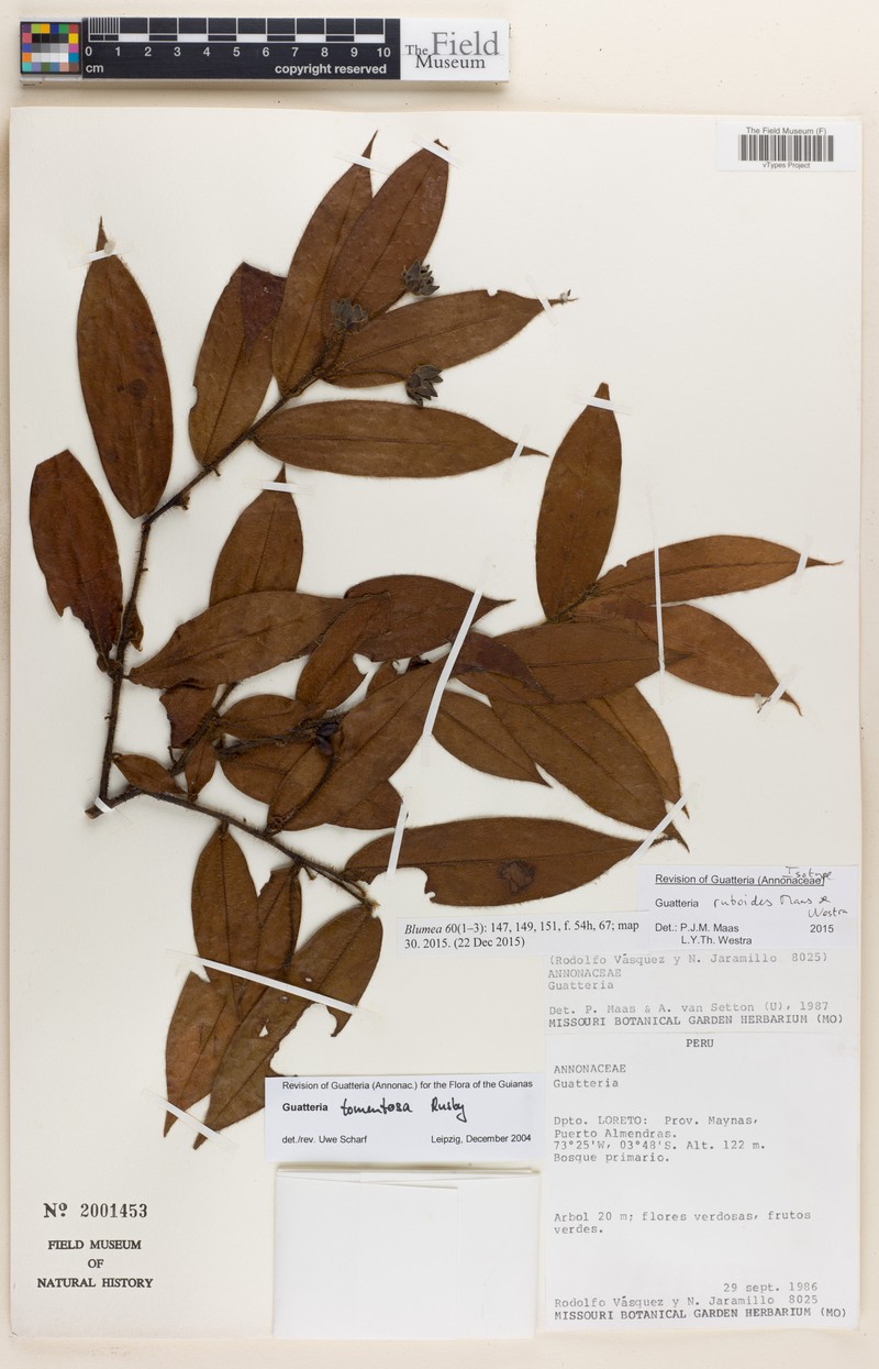 Guatteria ruboides photo 4