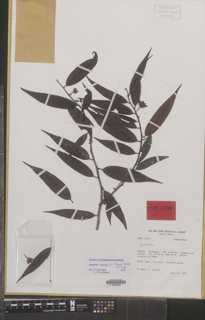 Guatteria stenophylla