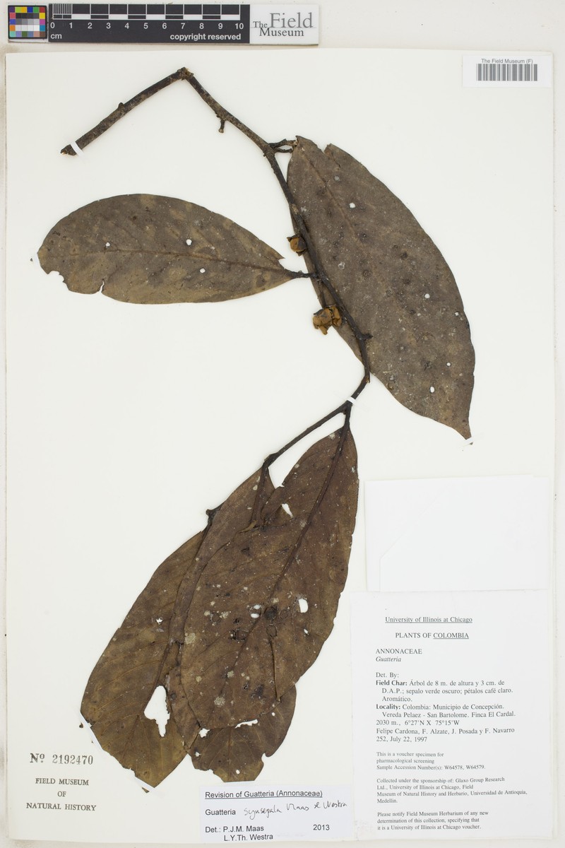 Guatteria synsepala