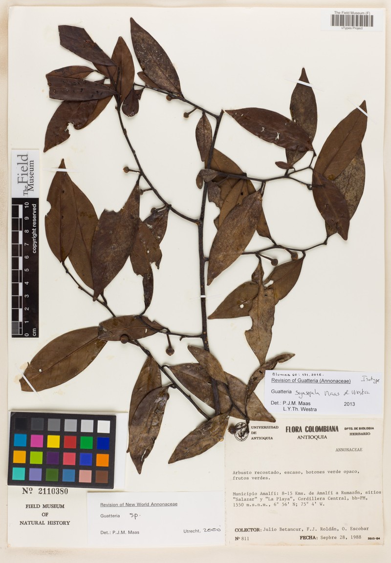 Guatteria synsepala photo 2