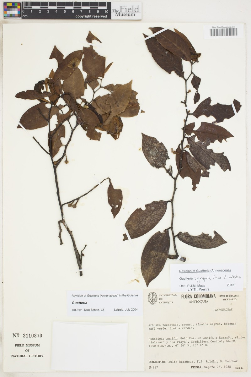 Guatteria synsepala photo 3