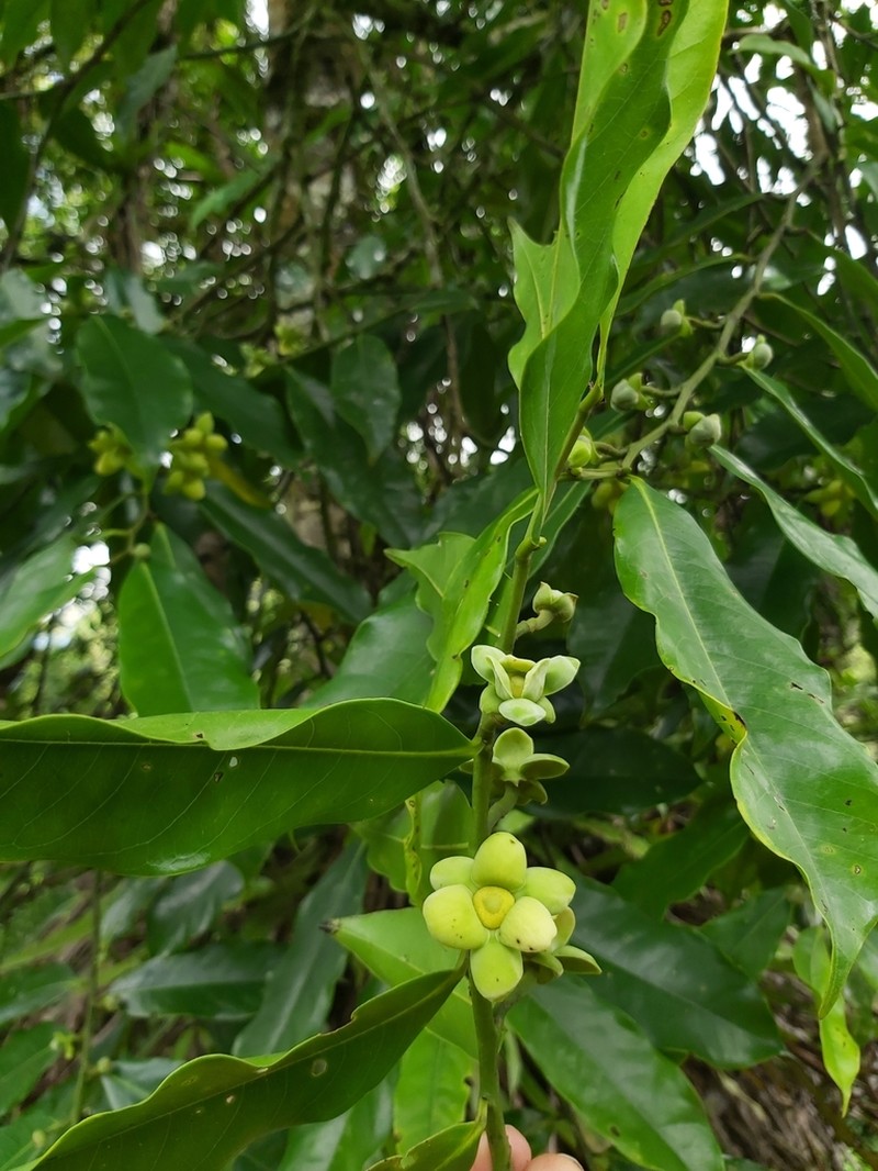 Guatteria turrialbana