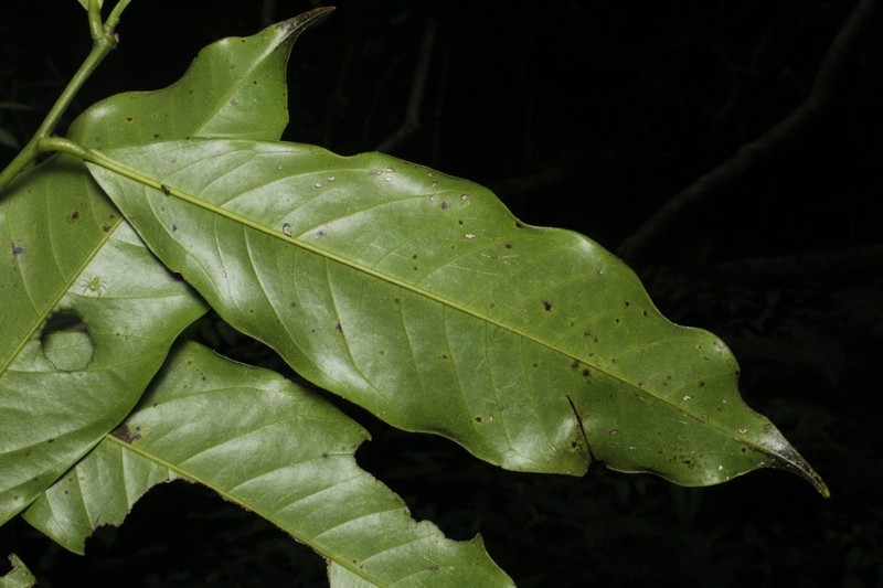 Guatteria turrialbana photo 3