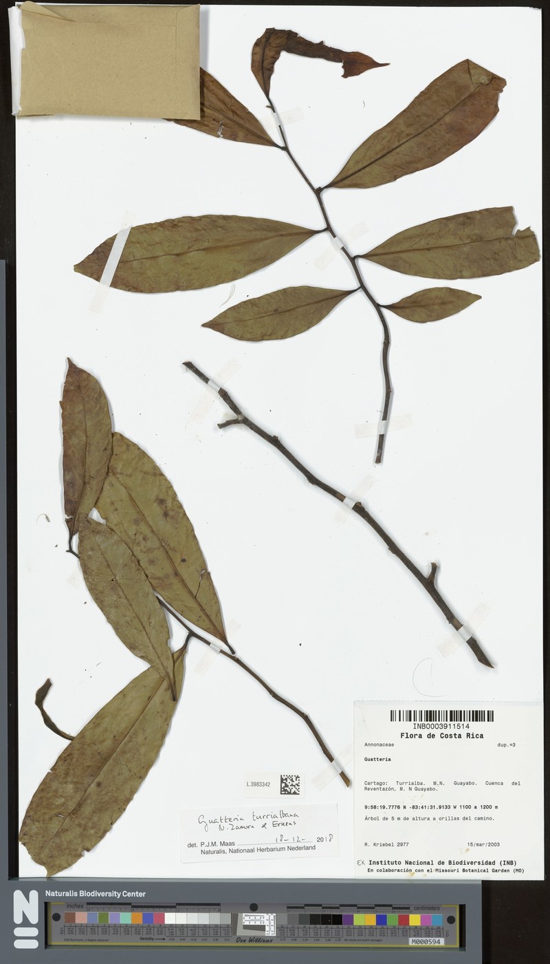 Guatteria turrialbana photo 4