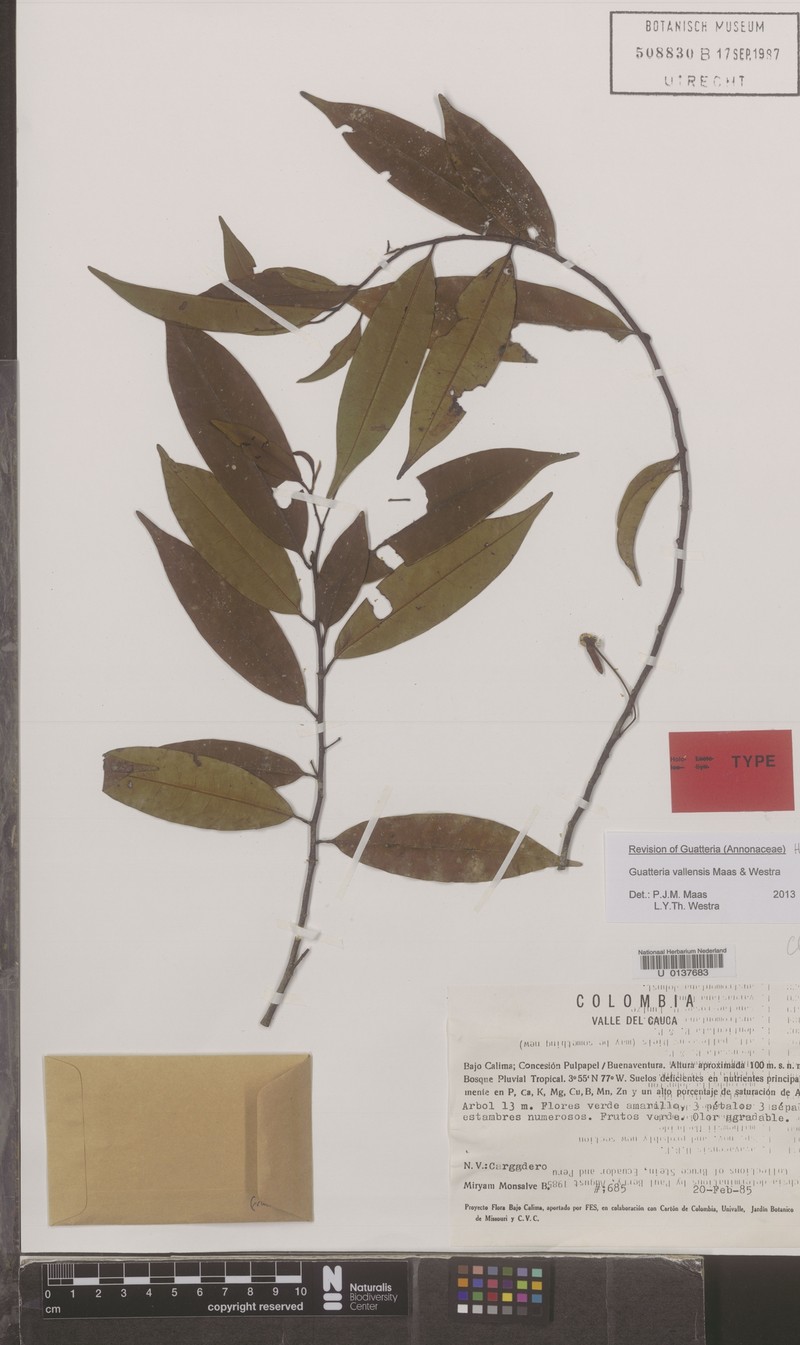 Guatteria vallensis