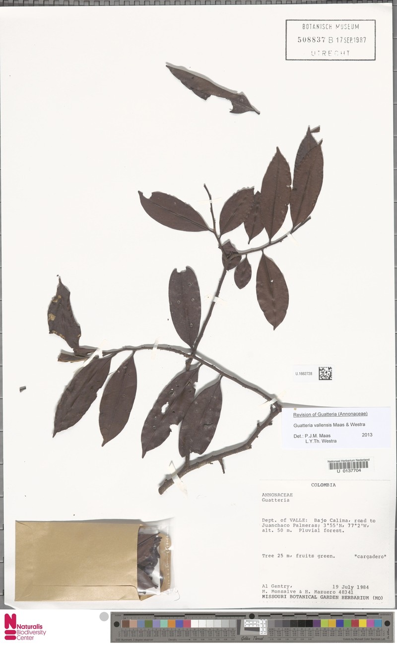 Guatteria vallensis photo 2