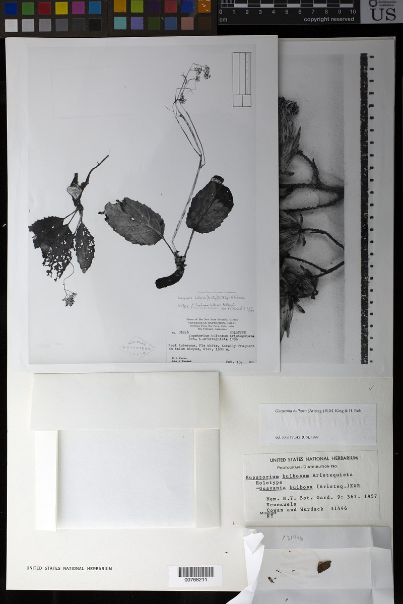 Guayania bulbosa