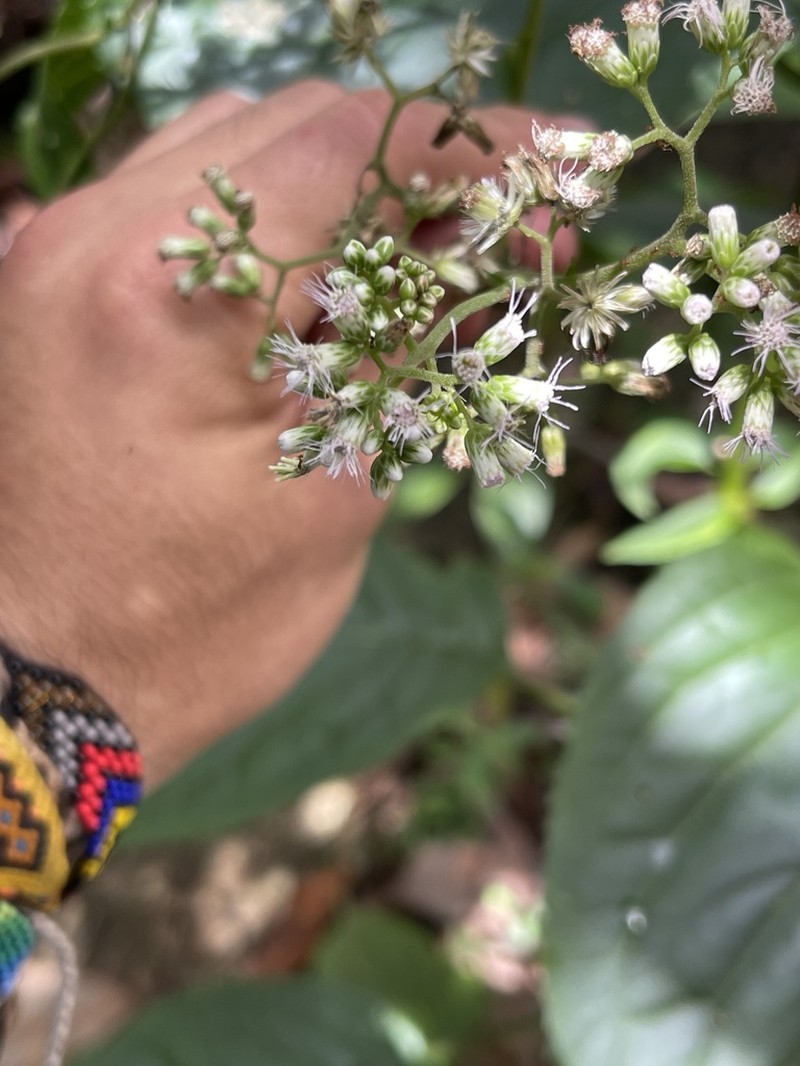 Guayania cerasifolia