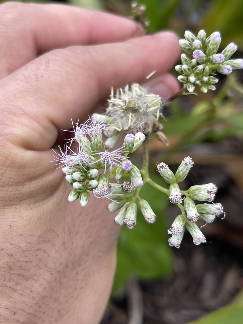 Guayania cerasifolia photo 2
